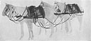 Figure 336. 4 draught horse harness with saddles